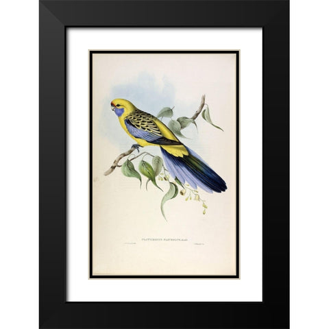 Yellow Rumped Parakeet Black Modern Wood Framed Art Print with Double Matting by Gould, John