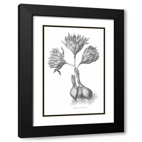 Sanguineous Colchicum Black Modern Wood Framed Art Print with Double Matting by Hill, John