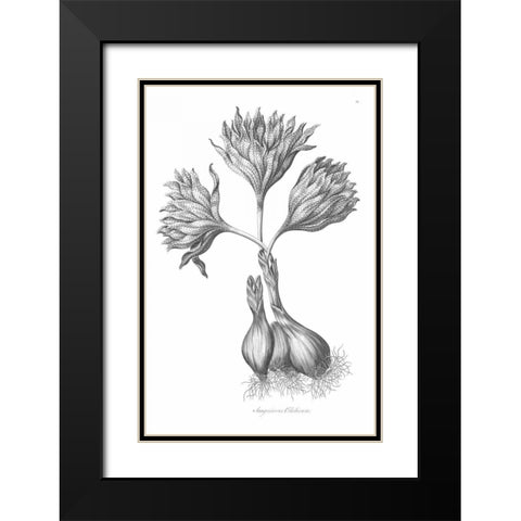 Sanguineous Colchicum Black Modern Wood Framed Art Print with Double Matting by Hill, John
