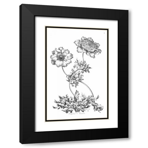 Complete Anemony Black Modern Wood Framed Art Print with Double Matting by Hill, John
