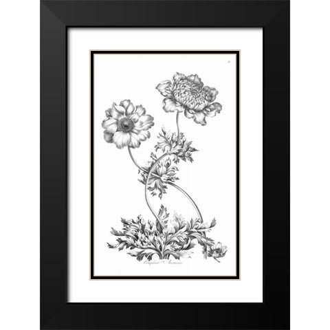 Complete Anemony Black Modern Wood Framed Art Print with Double Matting by Hill, John