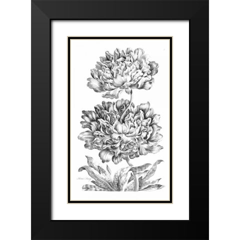 Heroic Peony Black Modern Wood Framed Art Print with Double Matting by Hill, John