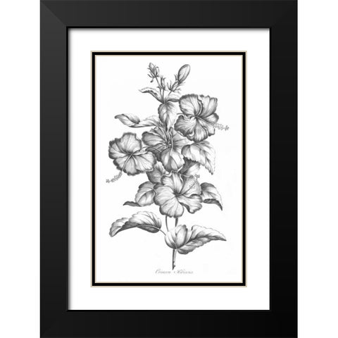 Crimson Hibiscus Black Modern Wood Framed Art Print with Double Matting by Hill, John