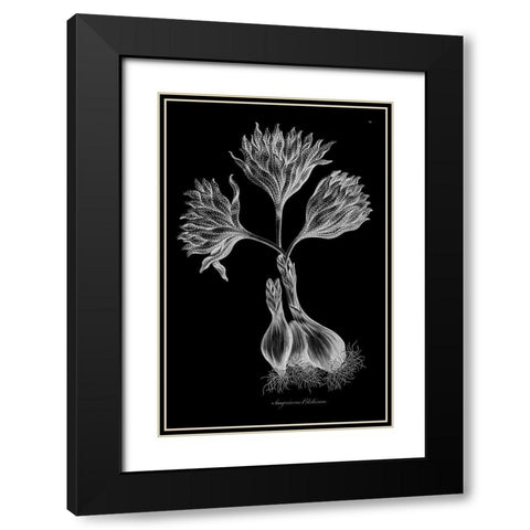 Sanguineous Colchicum Black Modern Wood Framed Art Print with Double Matting by Hill, John