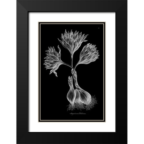Sanguineous Colchicum Black Modern Wood Framed Art Print with Double Matting by Hill, John
