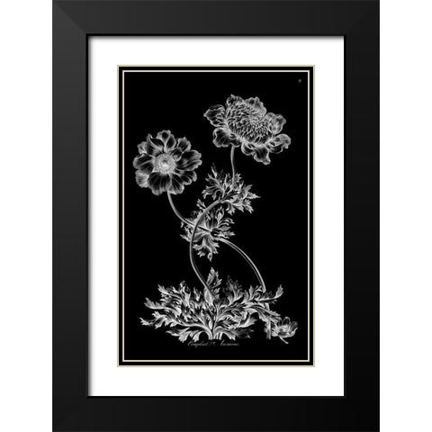 Complete Anemone Black Modern Wood Framed Art Print with Double Matting by Hill, John