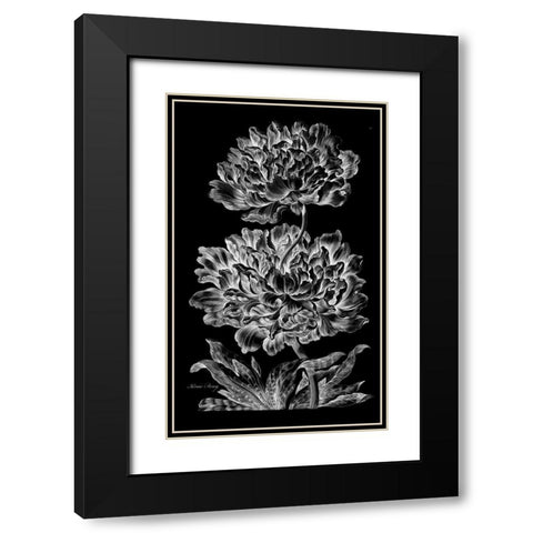 Heroic Peony Black Modern Wood Framed Art Print with Double Matting by Hill, John