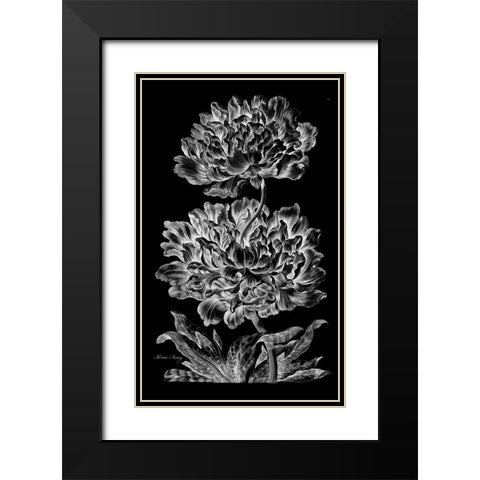 Heroic Peony Black Modern Wood Framed Art Print with Double Matting by Hill, John