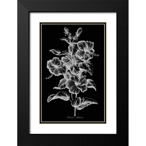 Crimson Hibiscus Black Modern Wood Framed Art Print with Double Matting by Hill, John