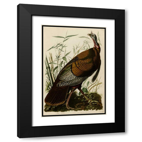 Willd Turkey Black Modern Wood Framed Art Print with Double Matting by Audubon, John James