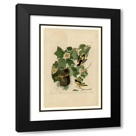 Baltimore Oriole Black Modern Wood Framed Art Print with Double Matting by Audubon, John James