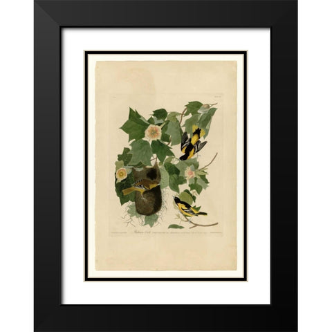 Baltimore Oriole Black Modern Wood Framed Art Print with Double Matting by Audubon, John James