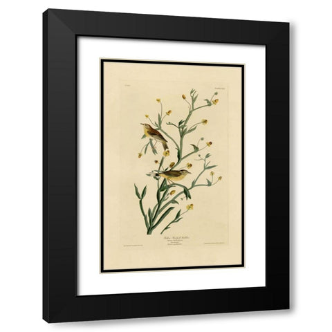 Yellow Red-Poll Warbler Black Modern Wood Framed Art Print with Double Matting by Audubon, John James
