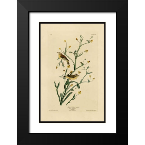 Yellow Red-Poll Warbler Black Modern Wood Framed Art Print with Double Matting by Audubon, John James