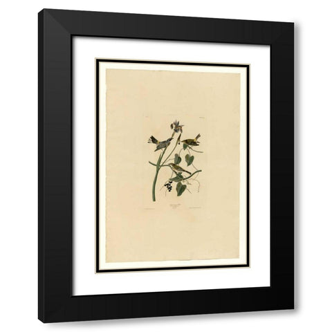 Yellow Cream Warbler Black Modern Wood Framed Art Print with Double Matting by Audubon, John James