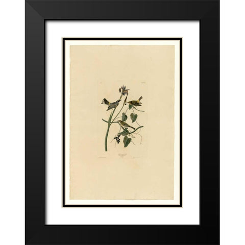 Yellow Cream Warbler Black Modern Wood Framed Art Print with Double Matting by Audubon, John James