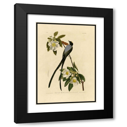 Fork-Tailed Flycatcher Black Modern Wood Framed Art Print with Double Matting by Audubon, John James