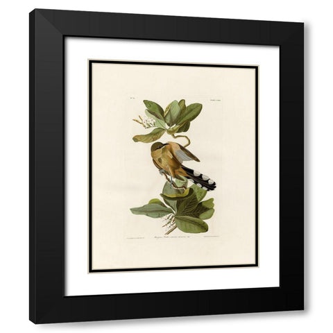 Mangrove Cuckoo Black Modern Wood Framed Art Print with Double Matting by Audubon, John James