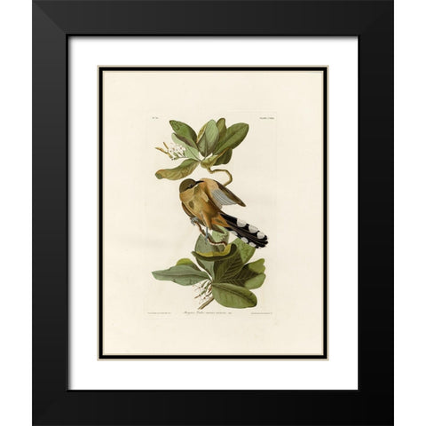 Mangrove Cuckoo Black Modern Wood Framed Art Print with Double Matting by Audubon, John James