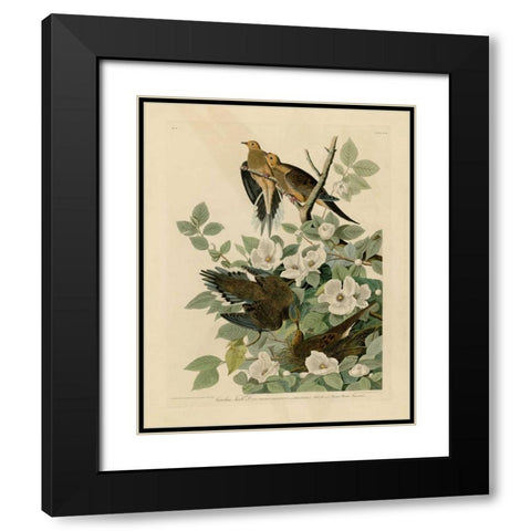 Carolina Turtle Dove Black Modern Wood Framed Art Print with Double Matting by Audubon, John James