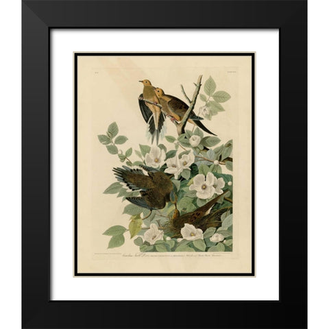 Carolina Turtle Dove Black Modern Wood Framed Art Print with Double Matting by Audubon, John James
