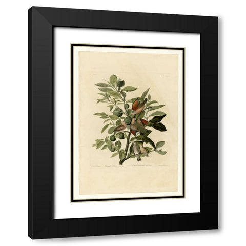 Ground Dove Black Modern Wood Framed Art Print with Double Matting by Audubon, John James