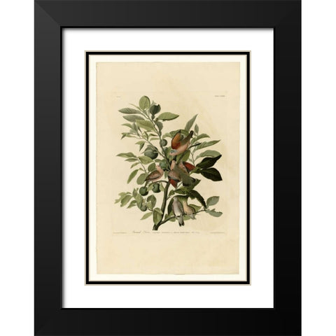 Ground Dove Black Modern Wood Framed Art Print with Double Matting by Audubon, John James