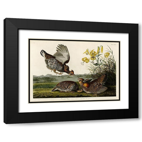 Pinnated Grouse Black Modern Wood Framed Art Print with Double Matting by Audubon, John James
