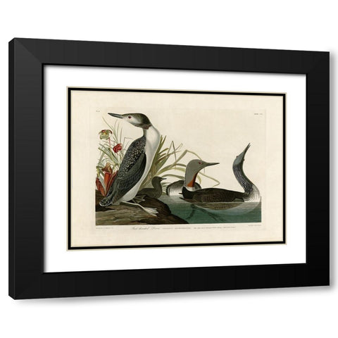 Red Throated Diver Black Modern Wood Framed Art Print with Double Matting by Audubon, John James