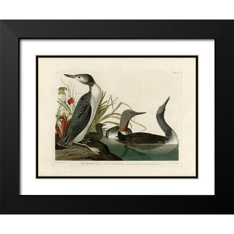 Red Throated Diver Black Modern Wood Framed Art Print with Double Matting by Audubon, John James