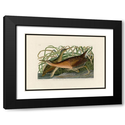 Fresh Water Marsh Hen Black Modern Wood Framed Art Print with Double Matting by Audubon, John James
