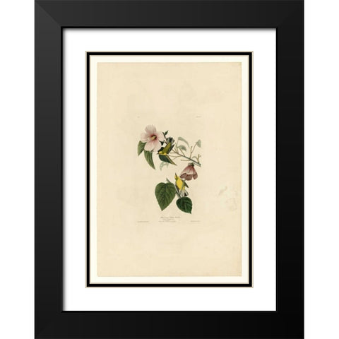 Blue Winged Yellow Warbler Black Modern Wood Framed Art Print with Double Matting by Audubon, John James