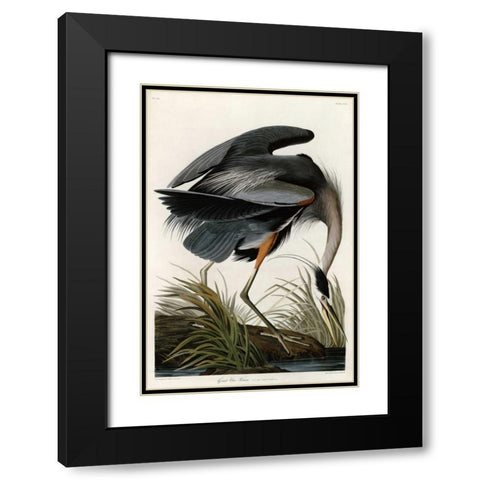 Great Blue Heron Black Modern Wood Framed Art Print with Double Matting by Audubon, John James