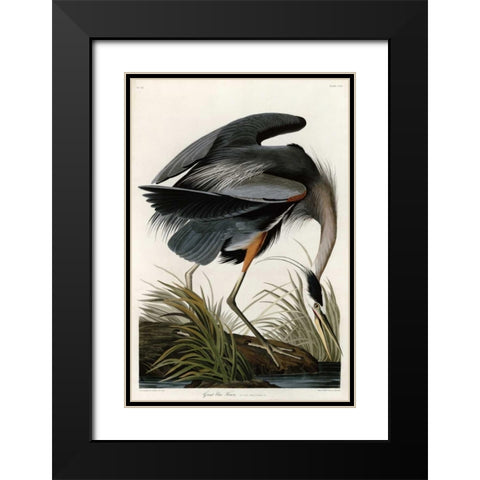 Great Blue Heron Black Modern Wood Framed Art Print with Double Matting by Audubon, John James