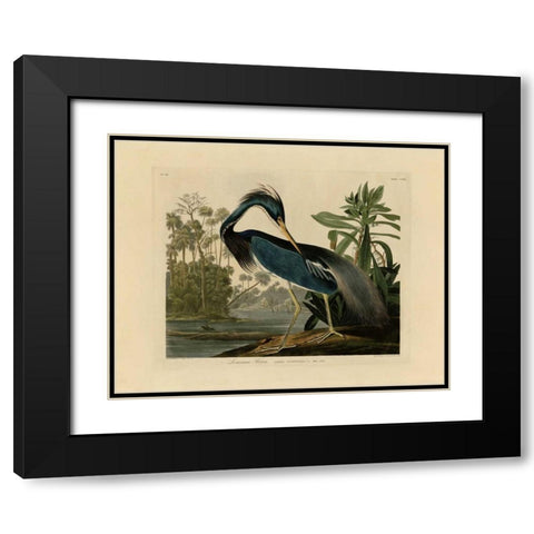 Louisiana Heron Black Modern Wood Framed Art Print with Double Matting by Audubon, John James