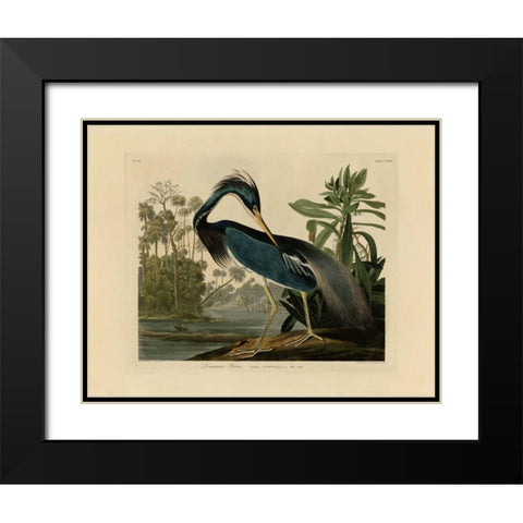 Louisiana Heron Black Modern Wood Framed Art Print with Double Matting by Audubon, John James