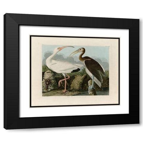 Ibis Black Modern Wood Framed Art Print with Double Matting by Audubon, John James