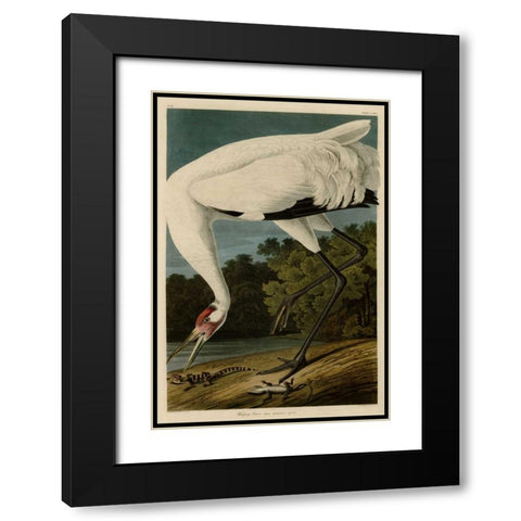 Hooping Crane Black Modern Wood Framed Art Print with Double Matting by Audubon, John James