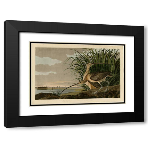 Long Billed Curlew Black Modern Wood Framed Art Print with Double Matting by Audubon, John James