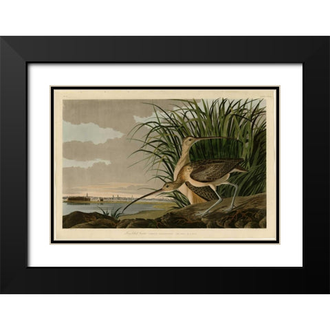 Long Billed Curlew Black Modern Wood Framed Art Print with Double Matting by Audubon, John James
