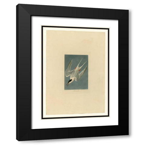 Roseate Tern Black Modern Wood Framed Art Print with Double Matting by Audubon, John James