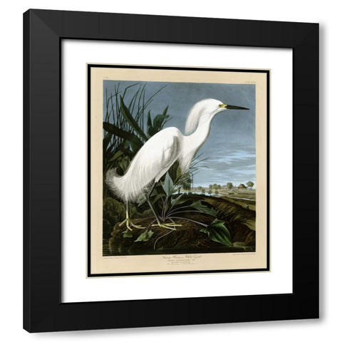 Snowy Heron or White Egret Black Modern Wood Framed Art Print with Double Matting by Audubon, John James