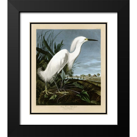 Snowy Heron or White Egret Black Modern Wood Framed Art Print with Double Matting by Audubon, John James