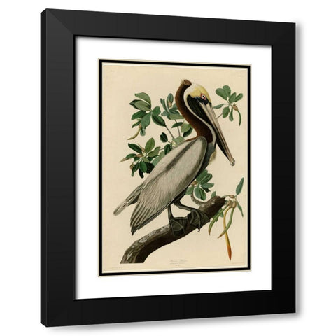 Brown Pelican Black Modern Wood Framed Art Print with Double Matting by Audubon, John James