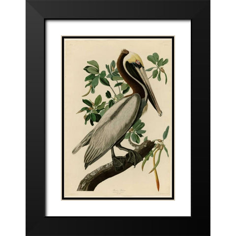 Brown Pelican Black Modern Wood Framed Art Print with Double Matting by Audubon, John James