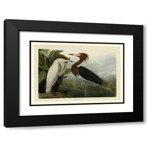 Purple Heron Black Modern Wood Framed Art Print with Double Matting by Audubon, John James
