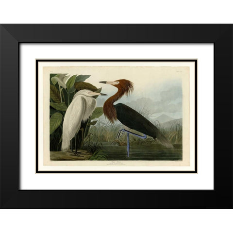 Purple Heron Black Modern Wood Framed Art Print with Double Matting by Audubon, John James