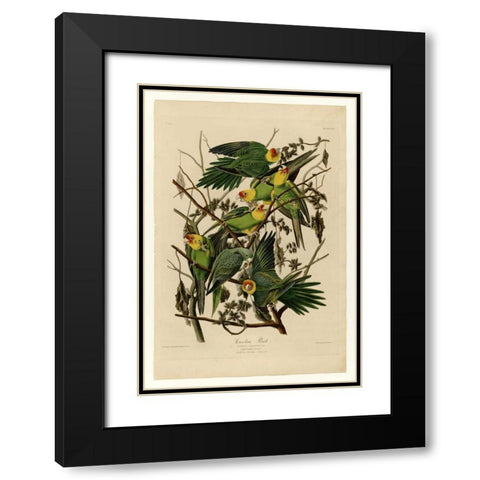 Carolina Parrot Black Modern Wood Framed Art Print with Double Matting by Audubon, John James