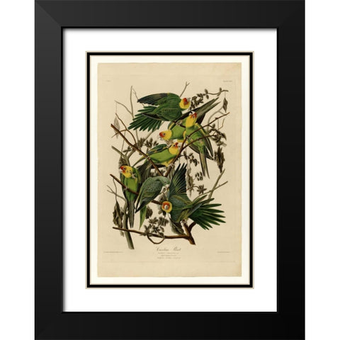 Carolina Parrot Black Modern Wood Framed Art Print with Double Matting by Audubon, John James
