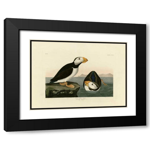 Large Billed Puffin Black Modern Wood Framed Art Print with Double Matting by Audubon, John James